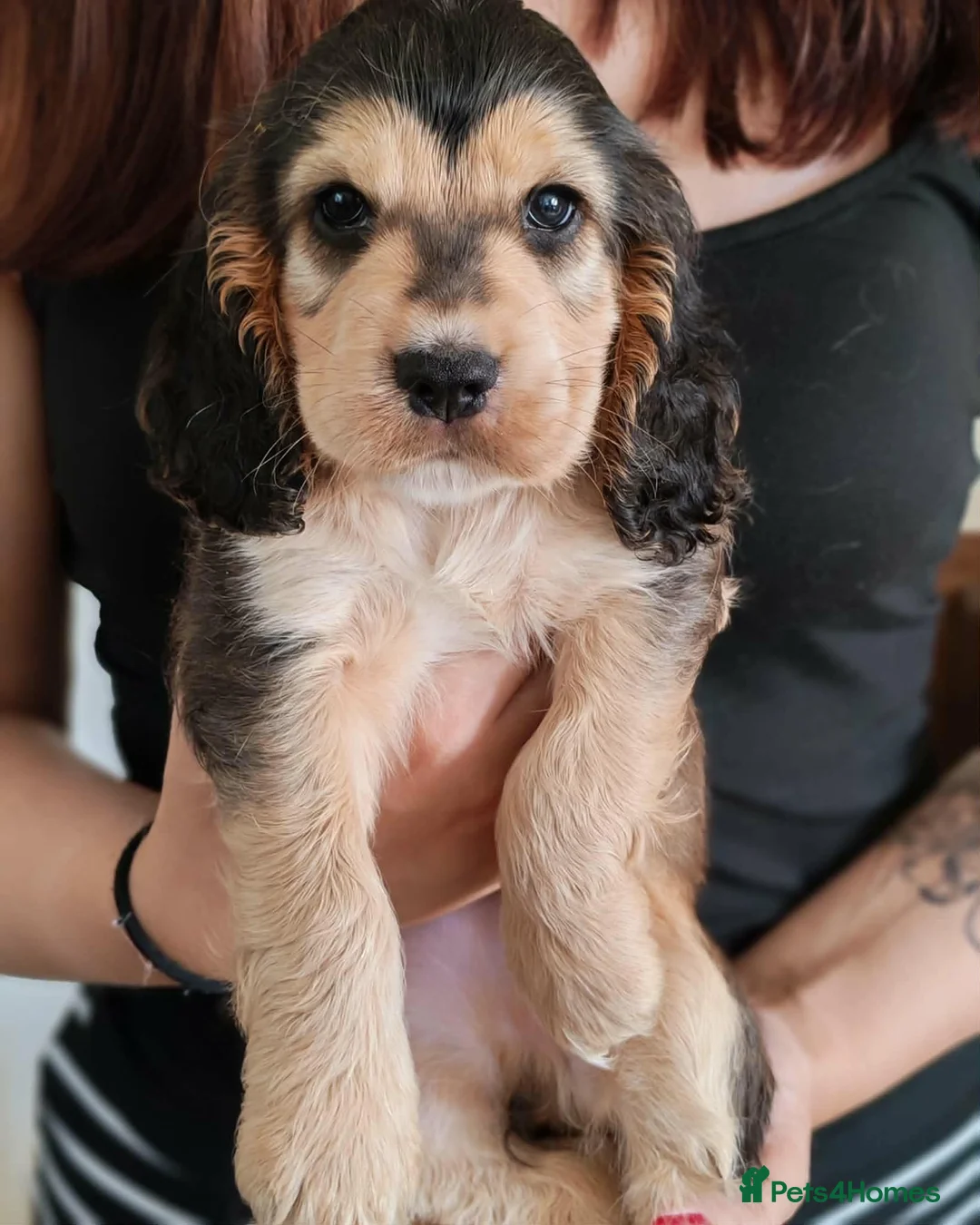 Cocker Spaniel dogs for sale: kC registered show-type cocker spaniel puppies - Advert 2