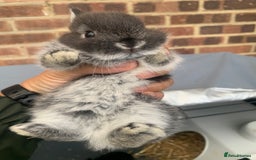 Netherland Dwarf rabbits for sale: Gorgeous Netherland Dwarf Rabbits - 3 left 🐰 - Image 7