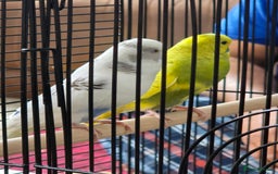 Budgerigars birds for sale: 2 budgies with cage - Image 1