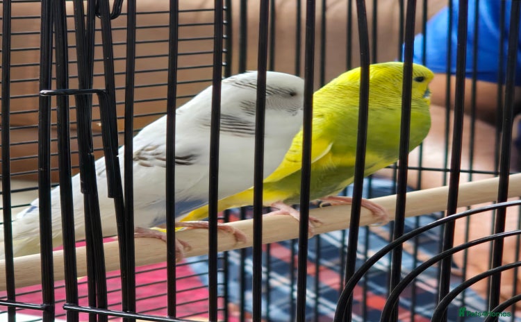 Budgerigars birds - Advert 1