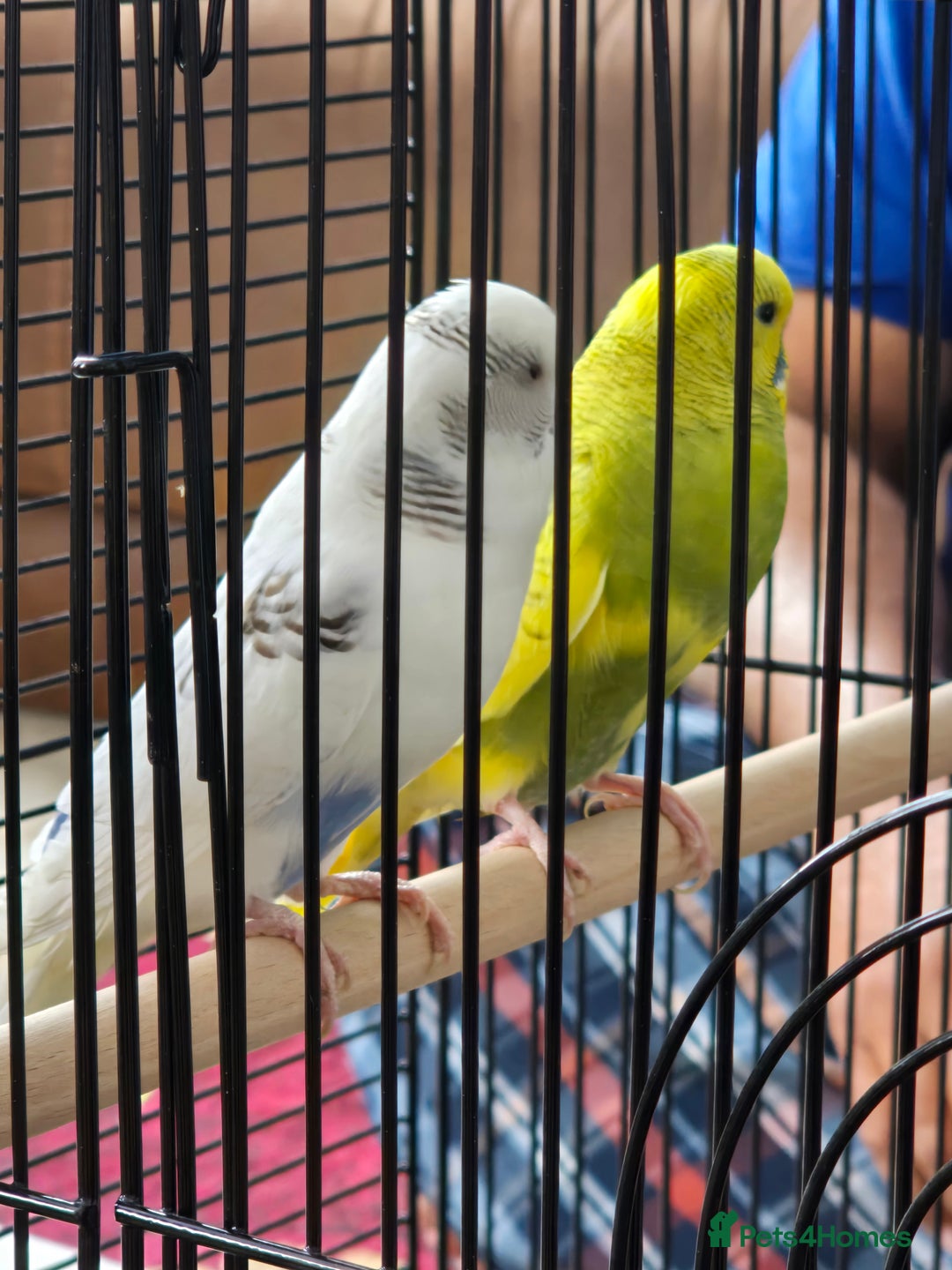 Budgerigars birds for sale: 2 budgies with cage - Image 1