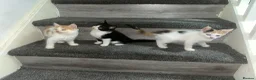Mixed Breed cats for sale: 2 adorable male kittens ready to be rehomed!!  in Liverpool - Advert 9