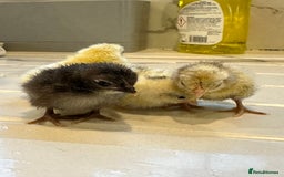 Chickens poultry for sale: Serama x silkie chicks ultra soft, fluffy and tiny - Image 3