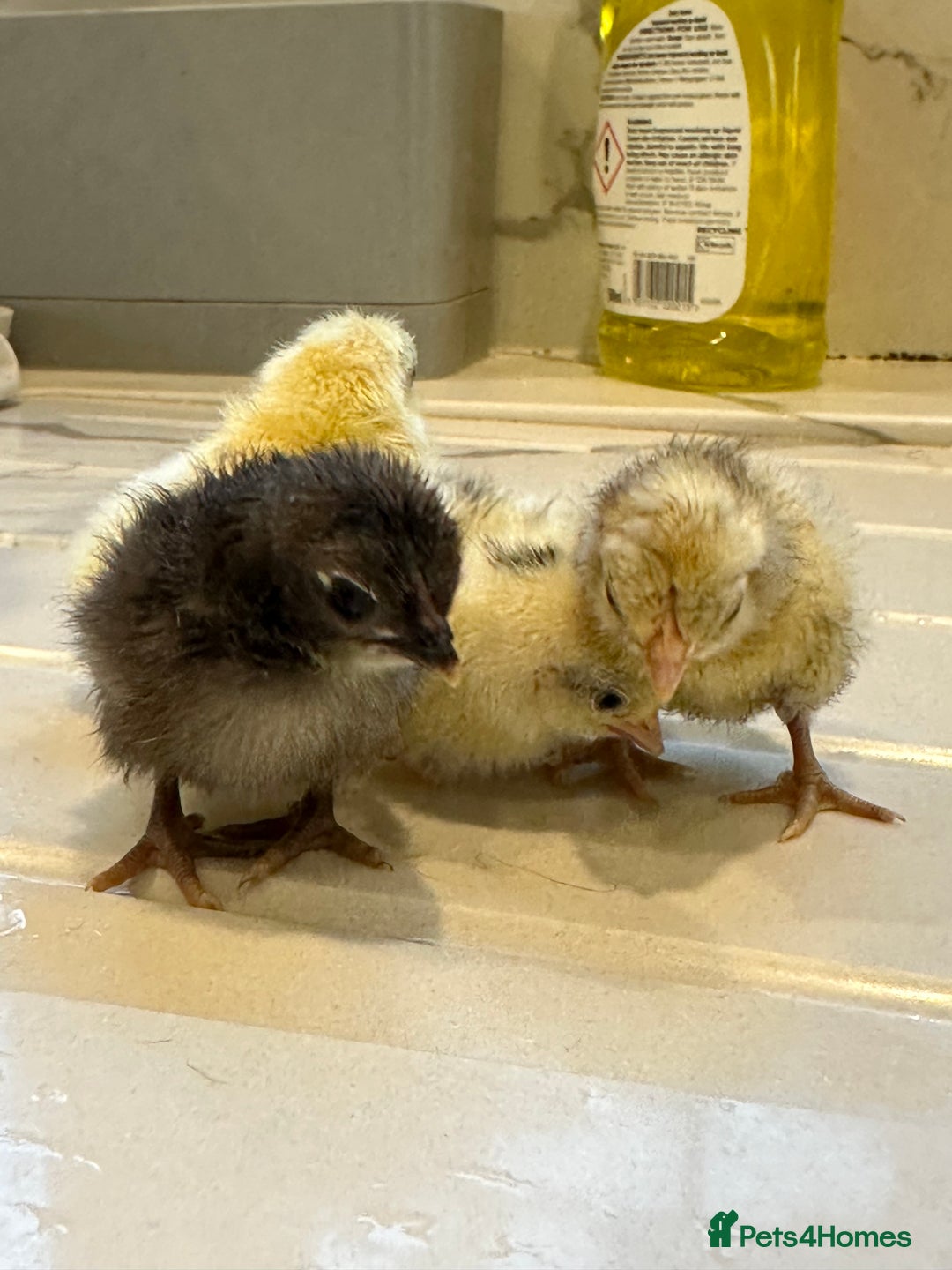 Chickens poultry for sale: Serama x silkie chicks ultra soft, fluffy and tiny - Image 3