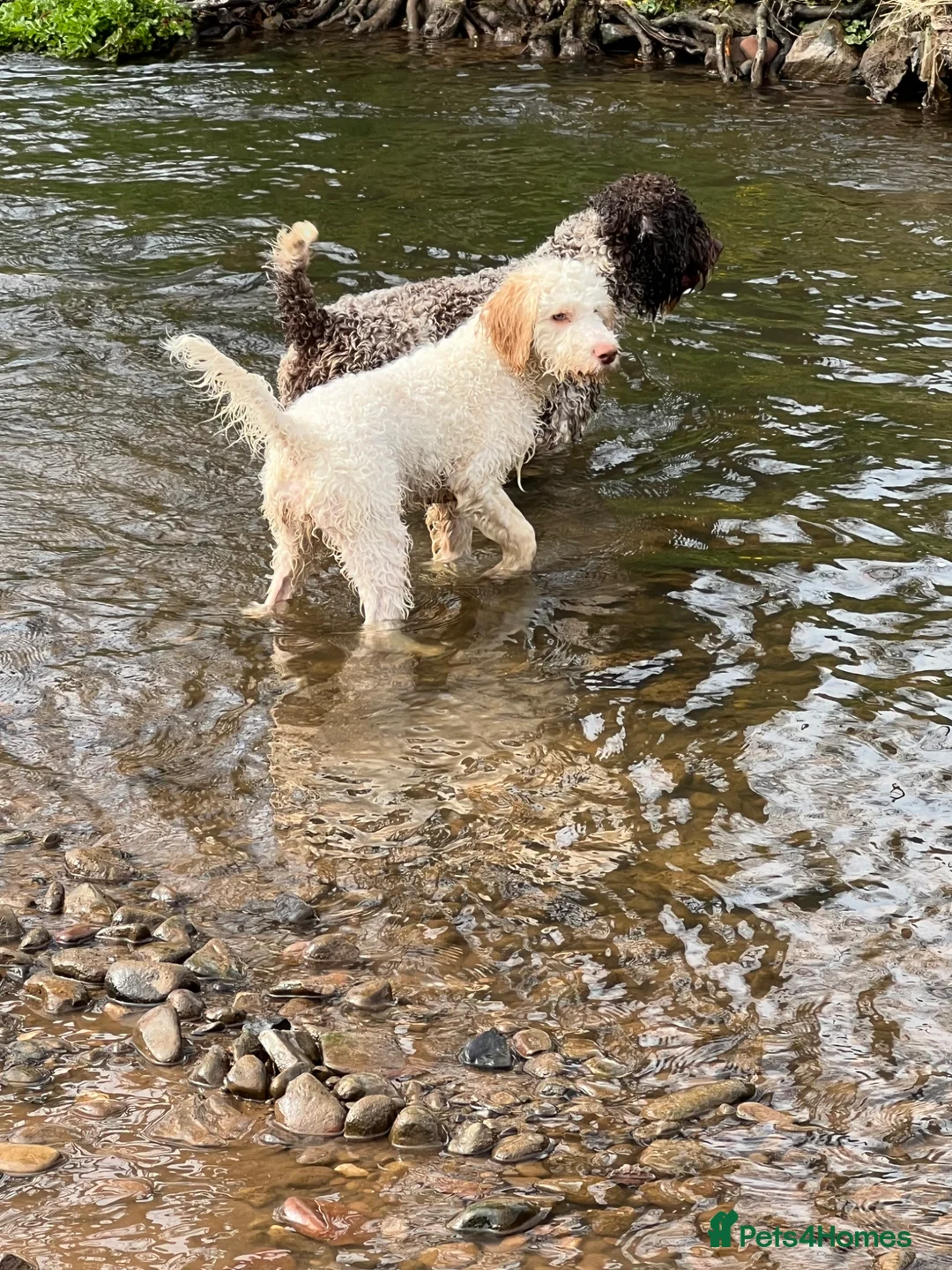Lagotto Romagnolo dogs for sale: Handsome boy  - Advert 1