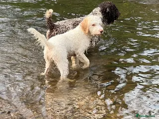 Lagotto Romagnolo dogs Handsome boy - Advert 1