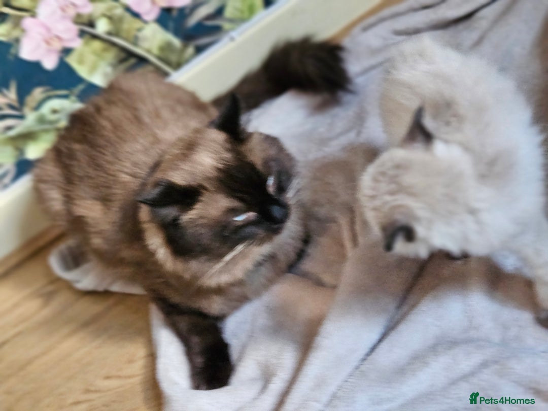 Ragdoll cats for sale: Ragdoll kittens  - Image 5