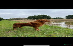 Goldador dogs for sale: Chunky dark red Goldador puppies  - Image 9