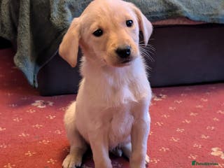 Labrador Retriever dogs Working bred yellow lab pups - Advert 18
