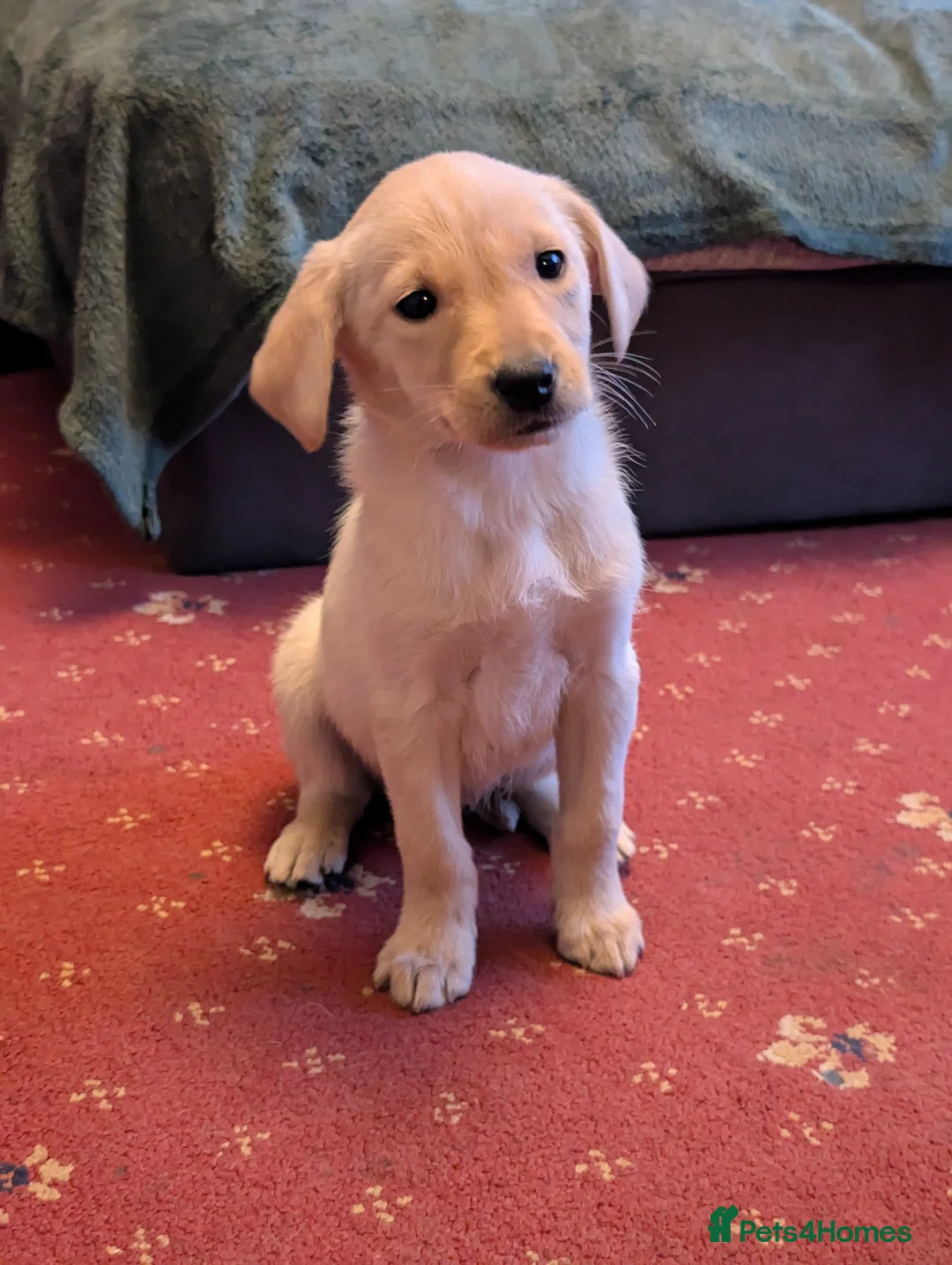 Labrador Retriever dogs for sale: Working bred yellow lab pups - Advert 1