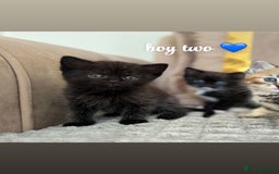 Persian cats for sale: mixed persian & bombay kittens  in Maidstone - Image 23