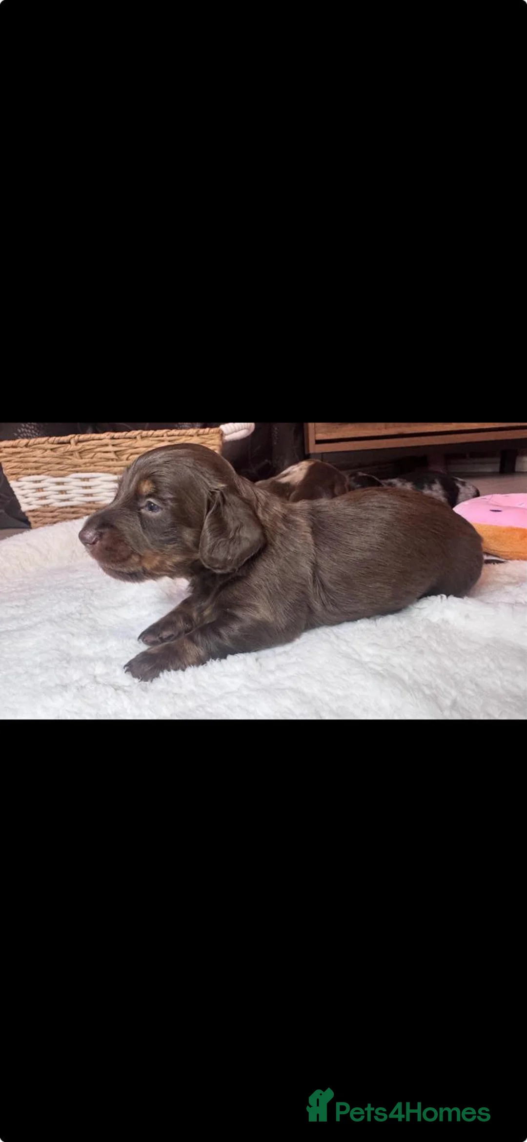 Miniature Dachshund dogs for sale: Miniature dashhound  - Advert 2