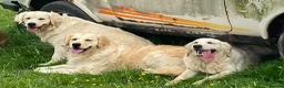 Golden Retriever dogs for sale: 5 year old golden Retreiver girl  - Advert 2