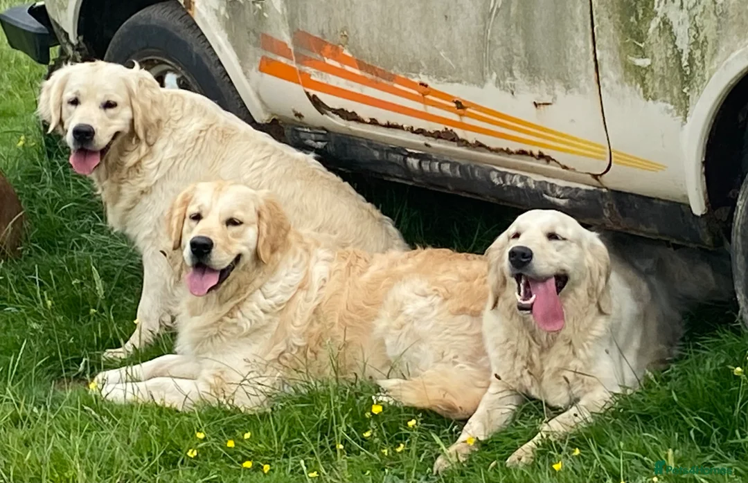 Golden Retriever dogs for sale: 5 year old golden Retreiver girl  - Advert 2