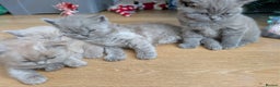 British Shorthair cats for sale: 4 British Short Hair  - Advert 1