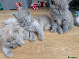 British Shorthair cats 4 British Short Hair - Advert 5