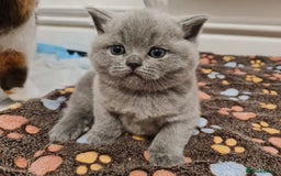 British Shorthair cats for sale: British shorthair kittens - Advert 1