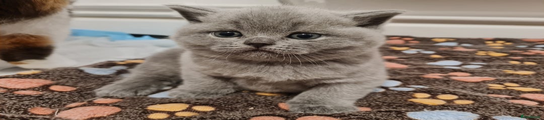 British Shorthair - Pudding