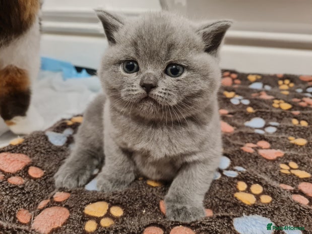 British Shorthair cats - Advert 1