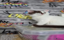 Munchkin cats for sale: Munchkin kittens ready for reservations or collect - Image 10