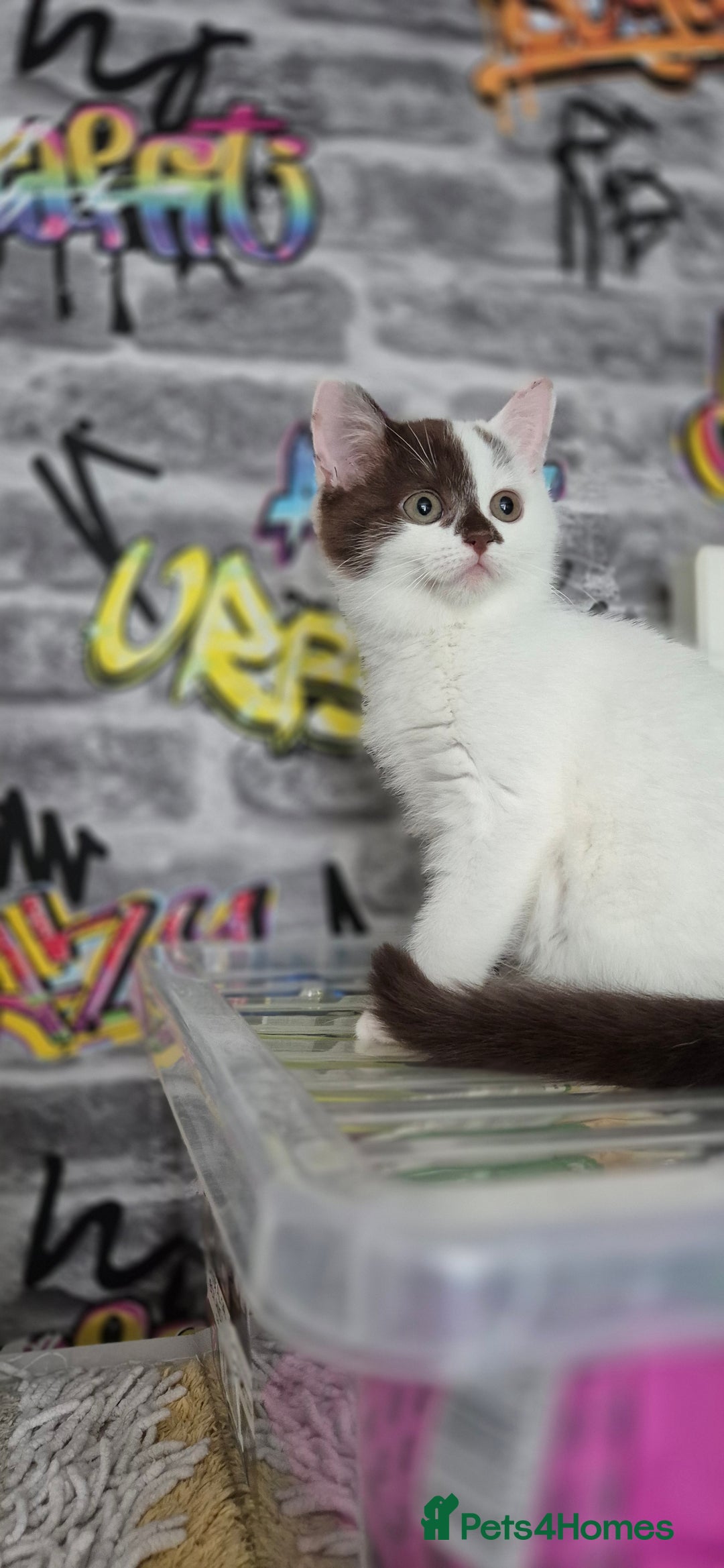 Munchkin cats for sale: Munchkin kittens ready for reservations or collect - Image 10