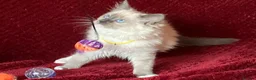 Ragdoll cats for sale: ChampionBloodline 5GENpedigree BSH GCCFreg.parents - Advert 4