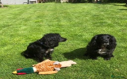 Cocker Spaniel dogs for sale: One boy and one girl - Image 19