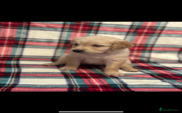 Golden Retriever dogs for sale: KC Registered Golden Retrievers  - Image 6