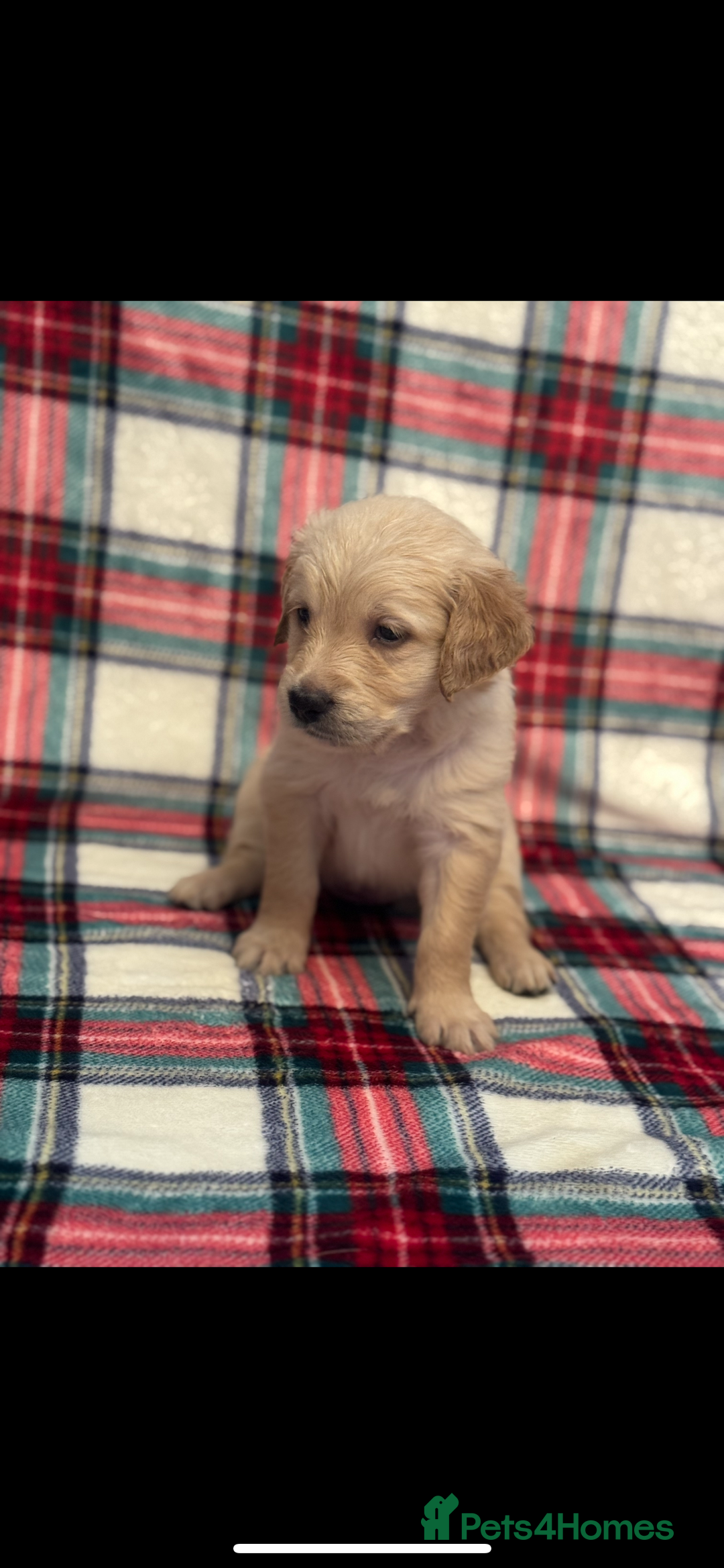 Golden Retriever dogs for sale: KC Registered Golden Retrievers  - Image 6