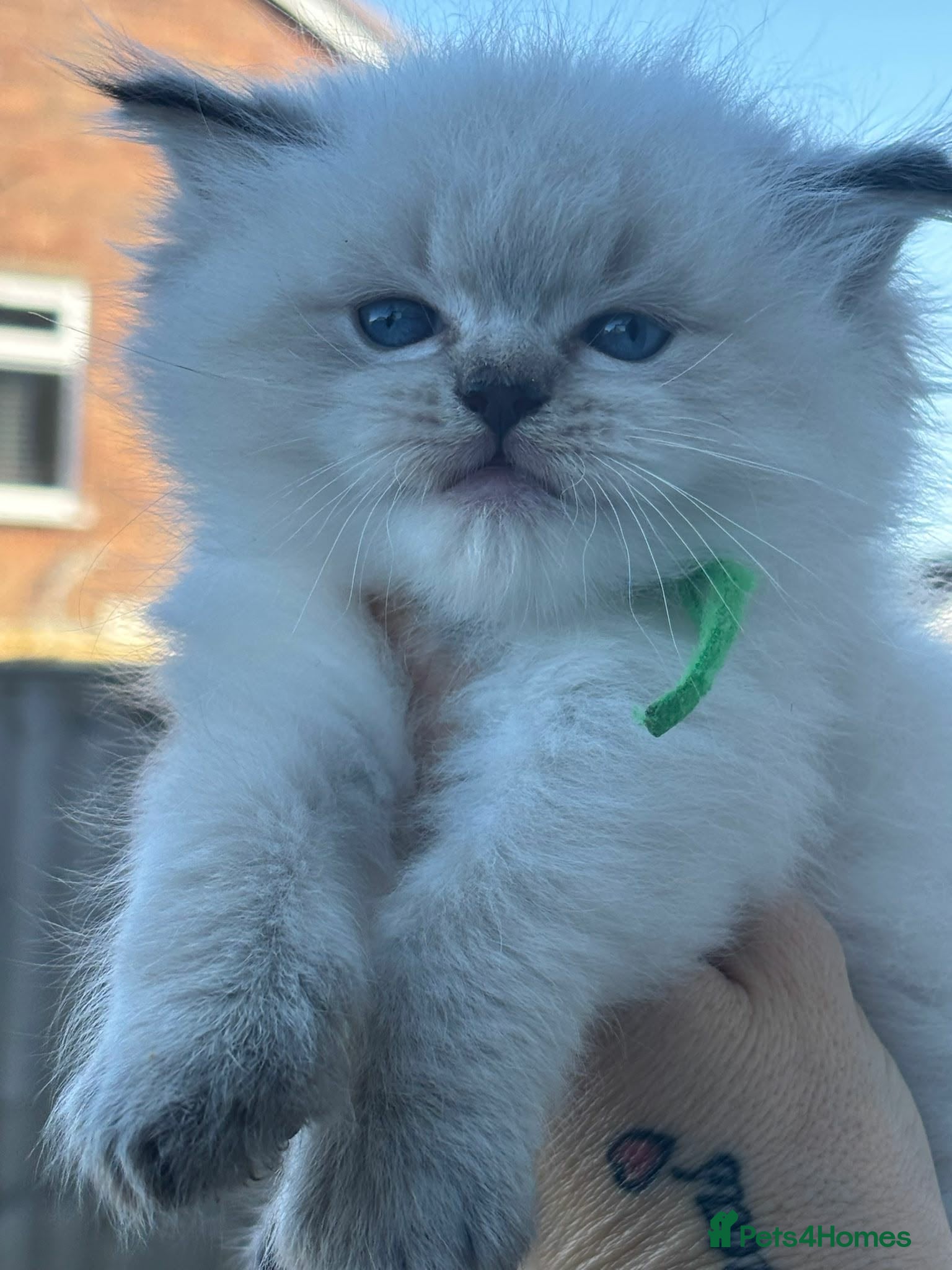 Ragdoll cats 🐾 TICA Beautiful Ragdoll Kittens - Seal Tabby 🐾 - Advert 15