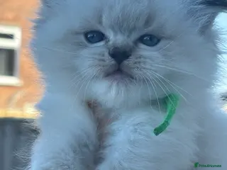 Ragdoll cats ๐พ TICA Beautiful Ragdoll Kittens - Seal Tabby ๐พ - Advert 15