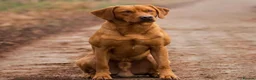 Labrador Retriever dogs for sale: Kc registered & fully health tested - Advert 7