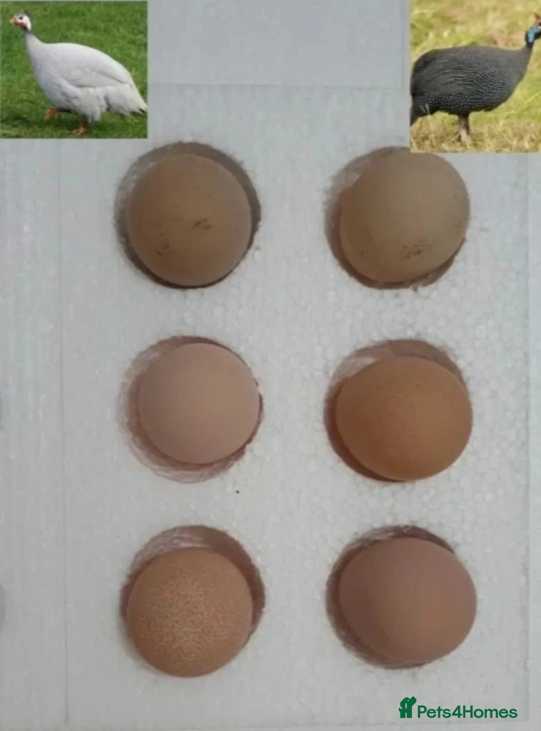 Guinea Fowl poultry for sale: 24 x guinea fowl hatching eggs  - Advert 1