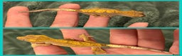 Gecko reptiles for sale: Crested Gecko (lillyxPhantom) - Advert 2