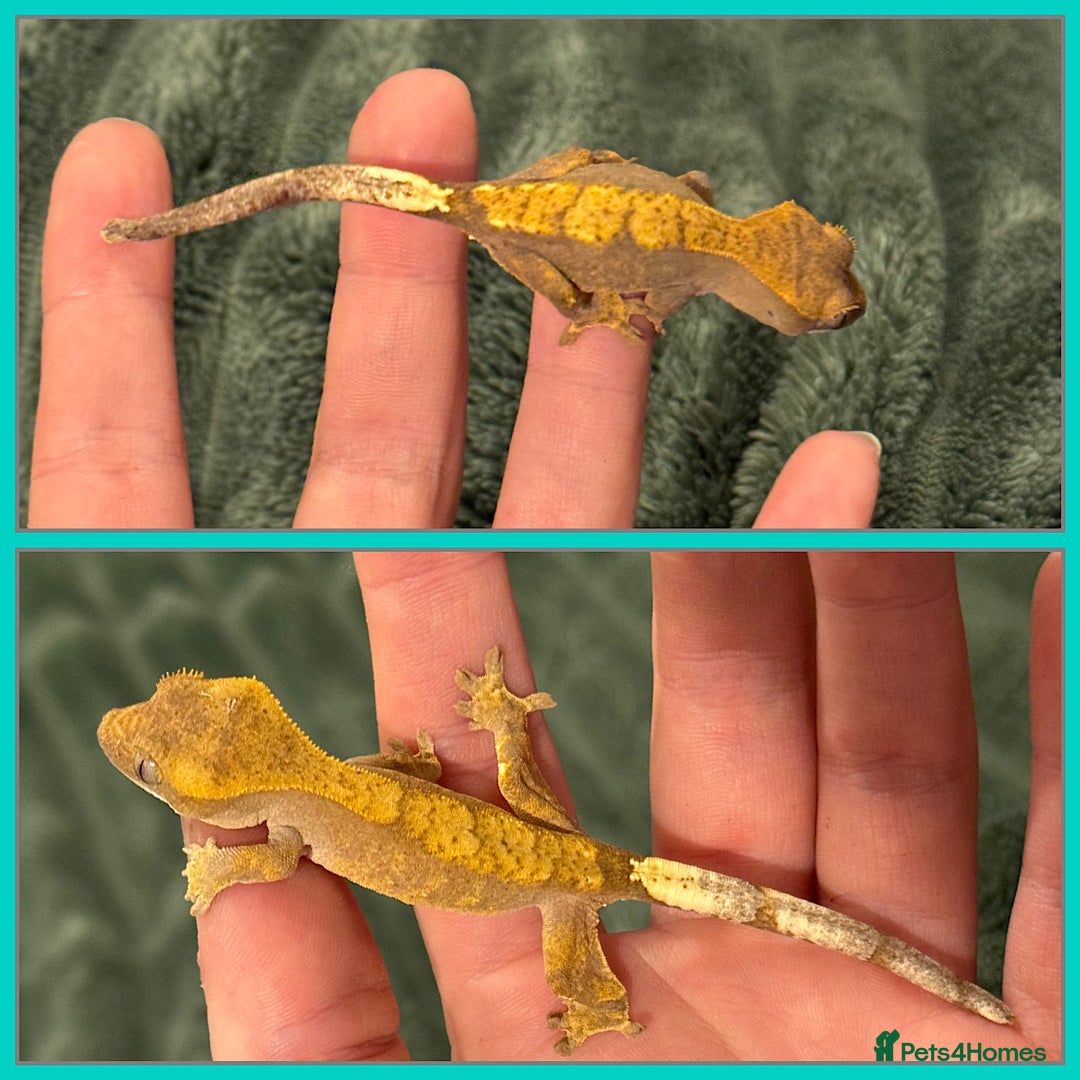 Gecko reptiles for sale: Crested Gecko (lillyxPhantom) - Advert 2