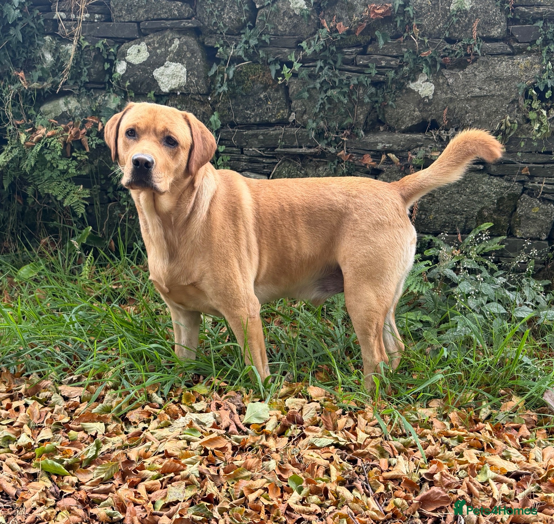 Labrador Retriever dogs Handsome KC Reg Labrador Retriever Adult Male - Advert 2
