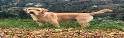 Labrador Retriever dogs for sale: Handsome KC Reg Labrador Retriever Adult Male - Advert 5