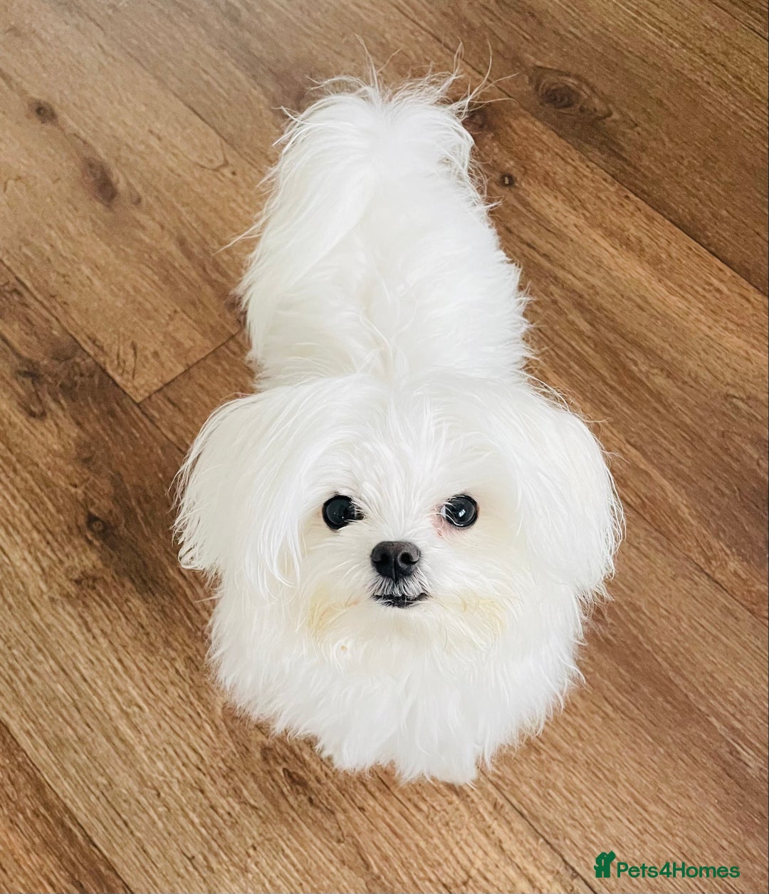 Maltese dogs for sale: 7 month old Maltese looking for a home  - Advert 5