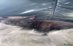 Mixed Breed cats for sale: 3 stunning bsh x Bengal  - Image 3