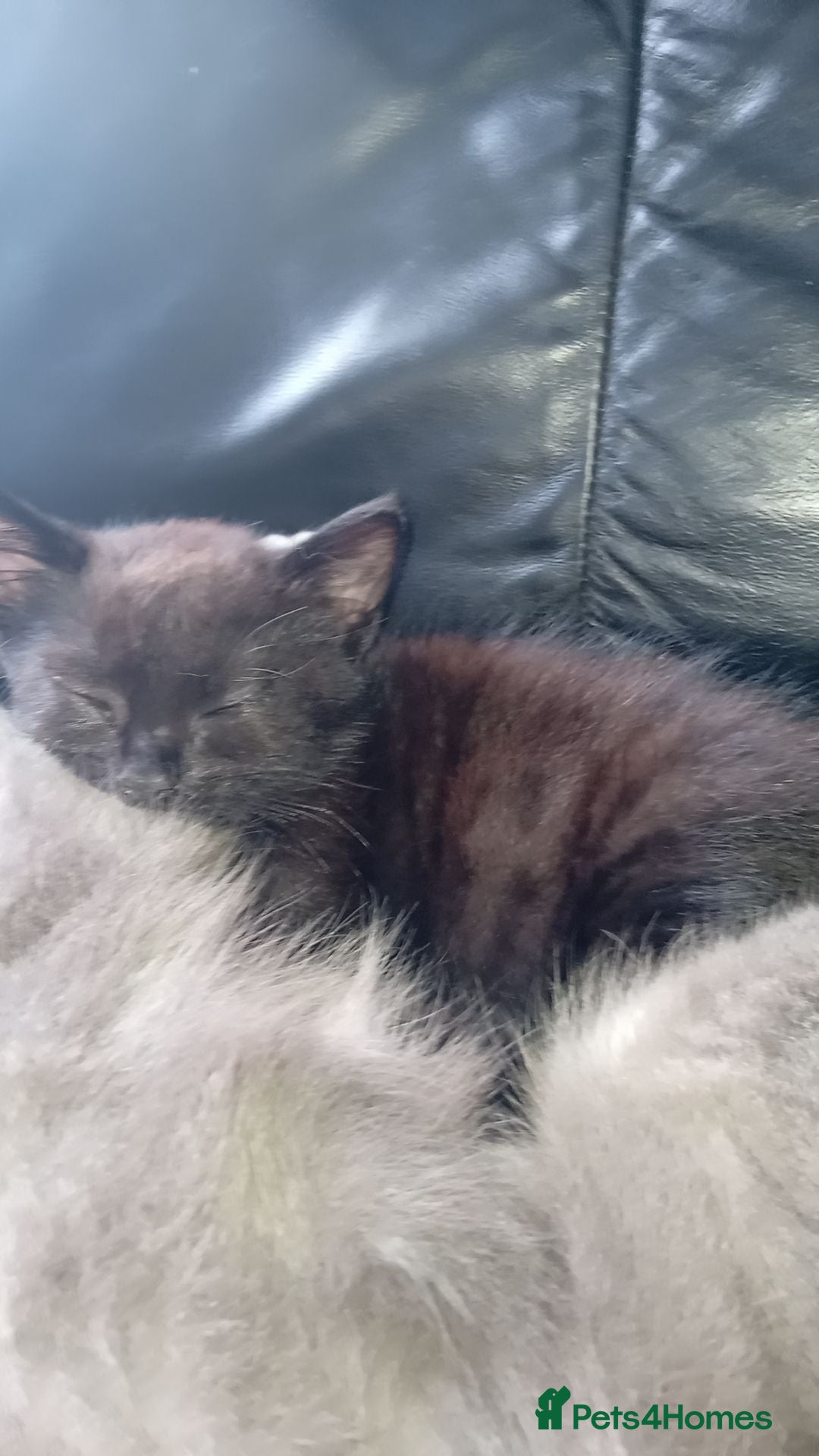 Mixed Breed cats for sale: 3 stunning bsh x Bengal  - Image 3