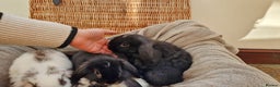 Mini Lop rabbits for sale: 4 x mini lop babies for sale - Advert 4