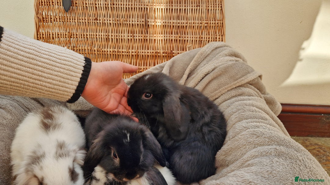Mini Lop rabbits for sale: 4 x mini lop babies for sale - Advert 4