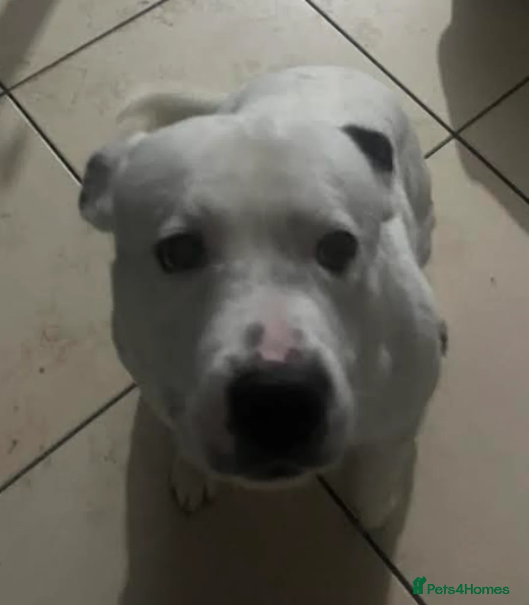 Staffordshire Bull Terrier dogs for adoption: Fendi - Advert 1