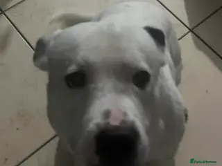 Staffordshire Bull Terrier dogs Fendi - Advert 1