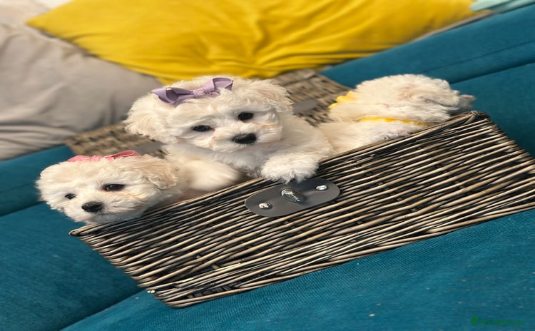 Bichon Frise dogs - Advert 1