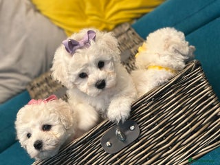 Bichon Frise dogs ✨ Bichon Frisé Puppies from Champion Bloodlines ✨ - Advert 2