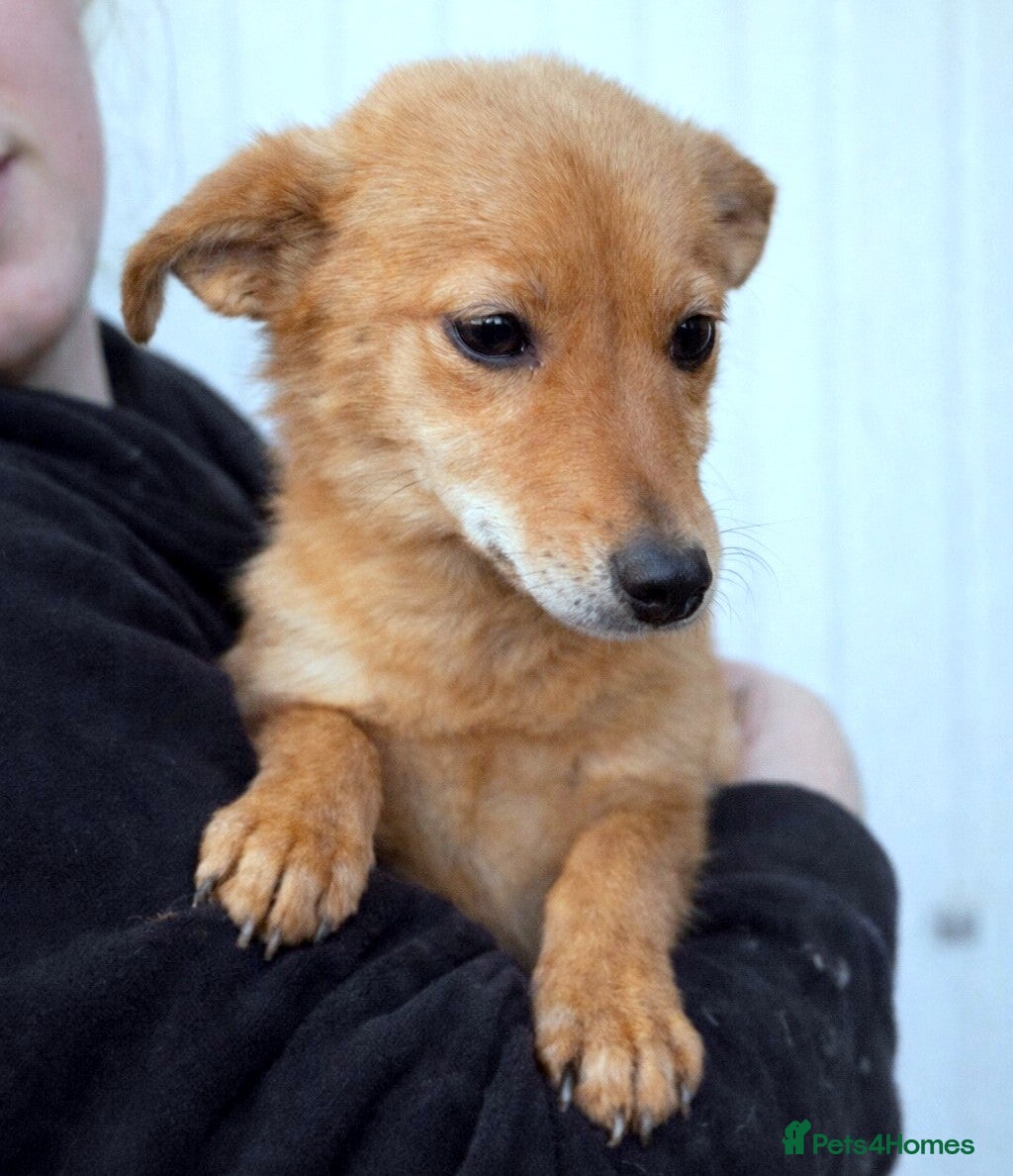 Mixed Breed dogs 💖 Mila – a delicate soul in need of love 💖 - Advert 15