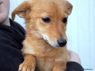 Mixed Breed dogs 💖 Mila – a delicate soul in need of love 💖 - Advert 15