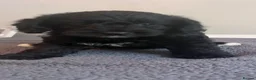 Cockapoo dogs for sale: 🐶 Beautiful F1B Cockapoo Puppies 🐶 - Advert 28