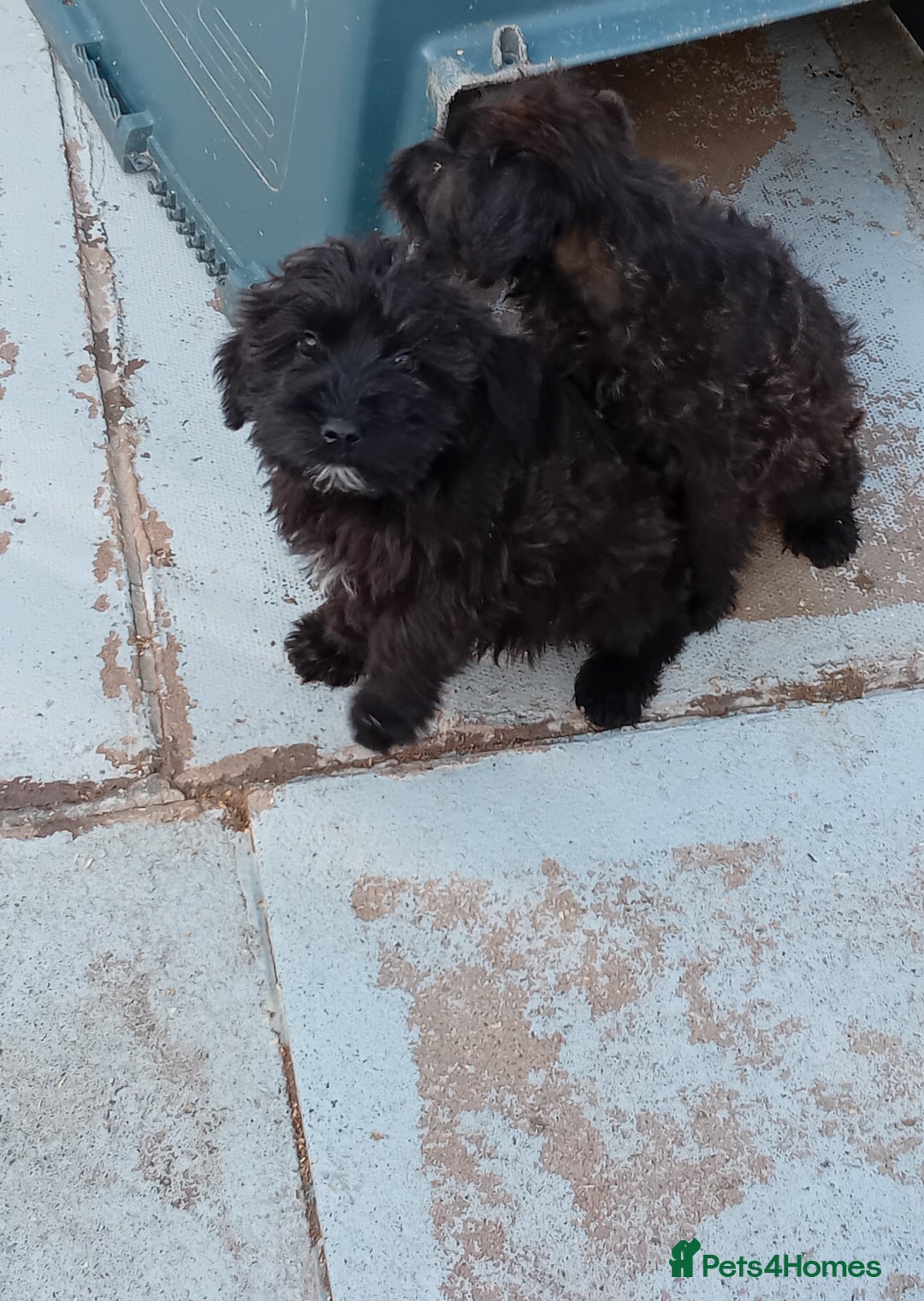 Mixed Breed dogs for sale: Schnoodle pups,  Aberdeenshire  - Image 6